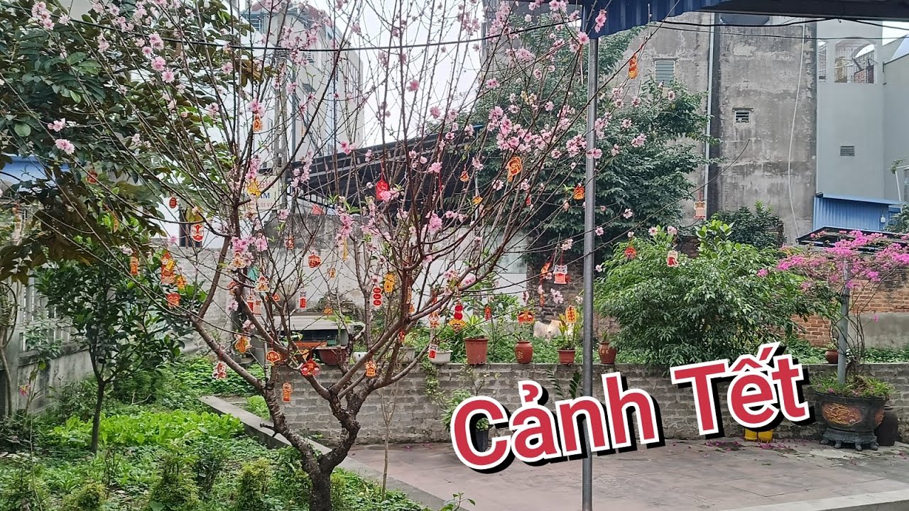 Review cảnh Tết vườn cây nhà lá trồng - Cây đào nở rộ đón Tết 2026