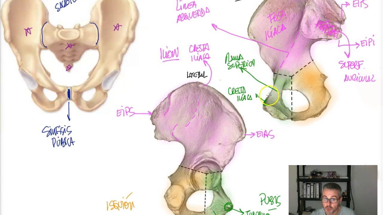 OSTEOLOGIA 6 - Cintura pélvica