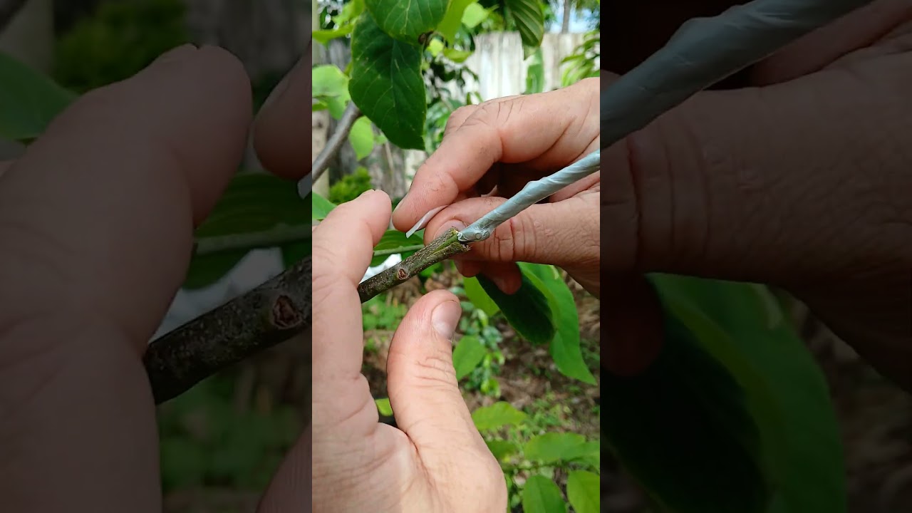 #annona #atemoya #graft #grafting #injerto #anon #injertos #fruittrees #caribexotics #florida #anon