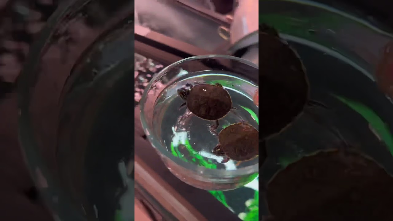Feeding my turtles in a separate container