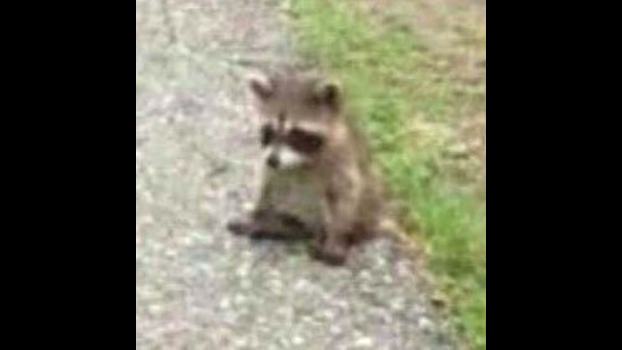 raffaella carrà - pedro (jaxomy & agatino romero remix) instrumental