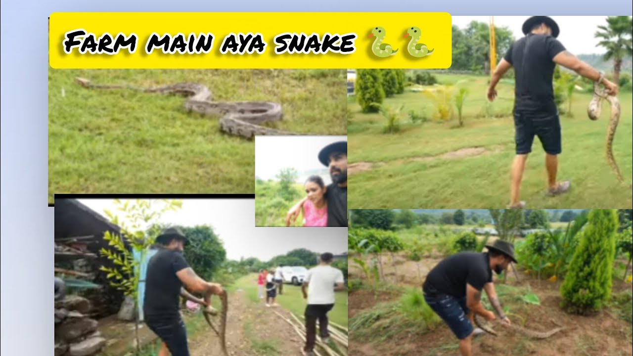 Arman Malik k Farm main aya snake 🐍🐍#armanmalik #payalmalik #tranding #viralvideo 