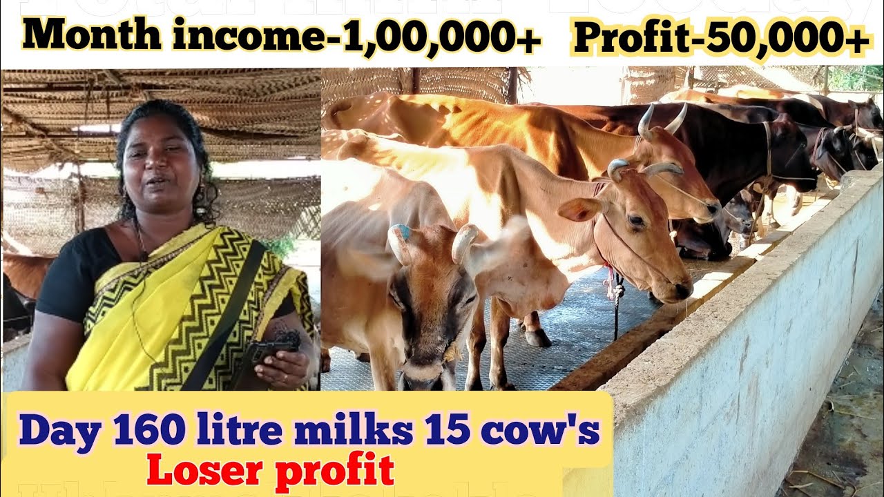 மாட்டுப் பண்ணையில் நஷ்டத்திலிருந்து அதிக இலாபம் எடுத்தது எப்படி / cow farm income profits