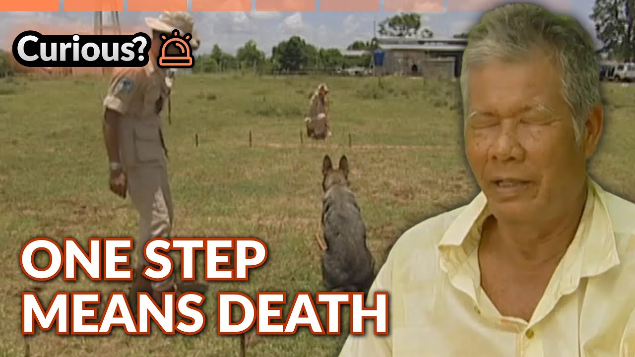 Heroic Dogs Risking Lives Detecting Landmines | Dogs with Jobs