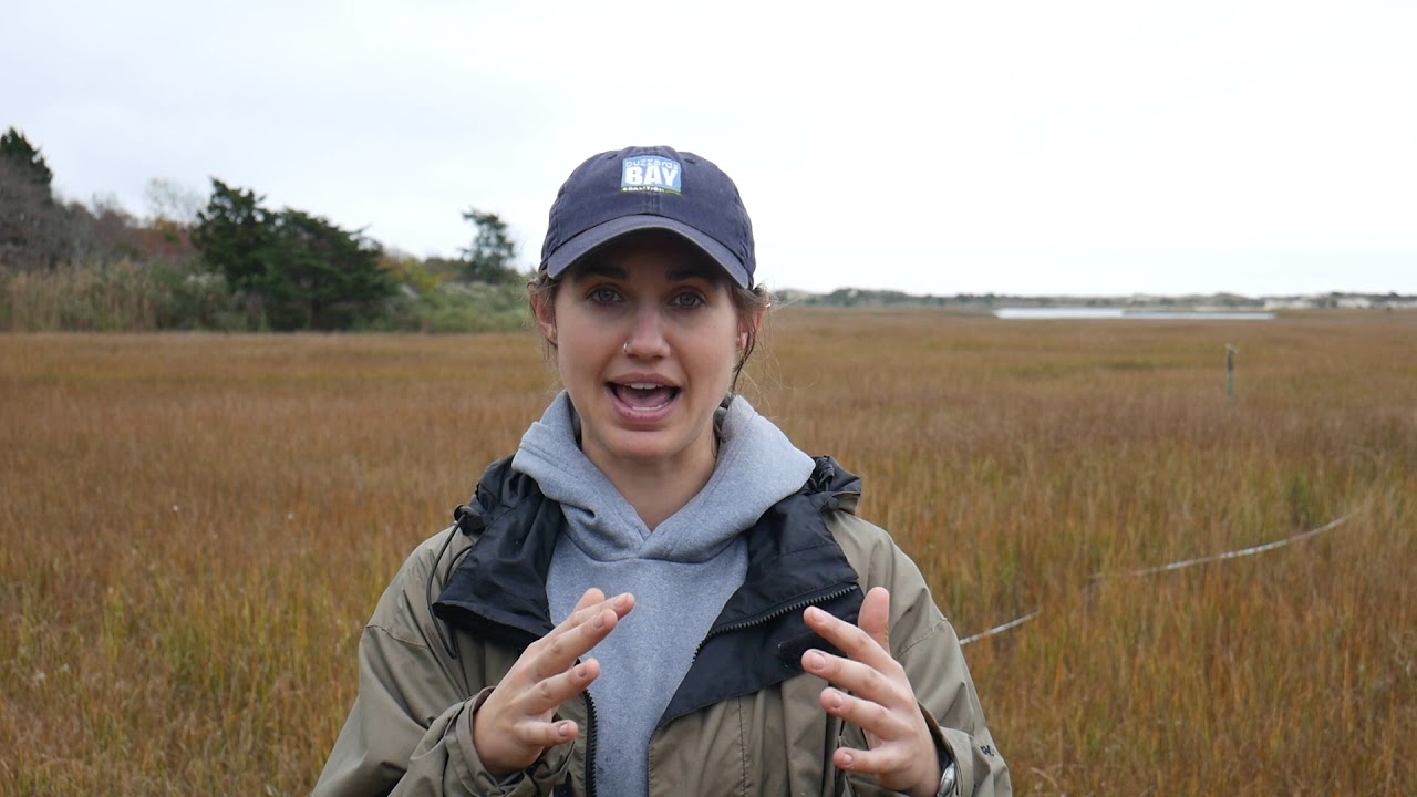 Studying a new technique to save threatened salt marshes