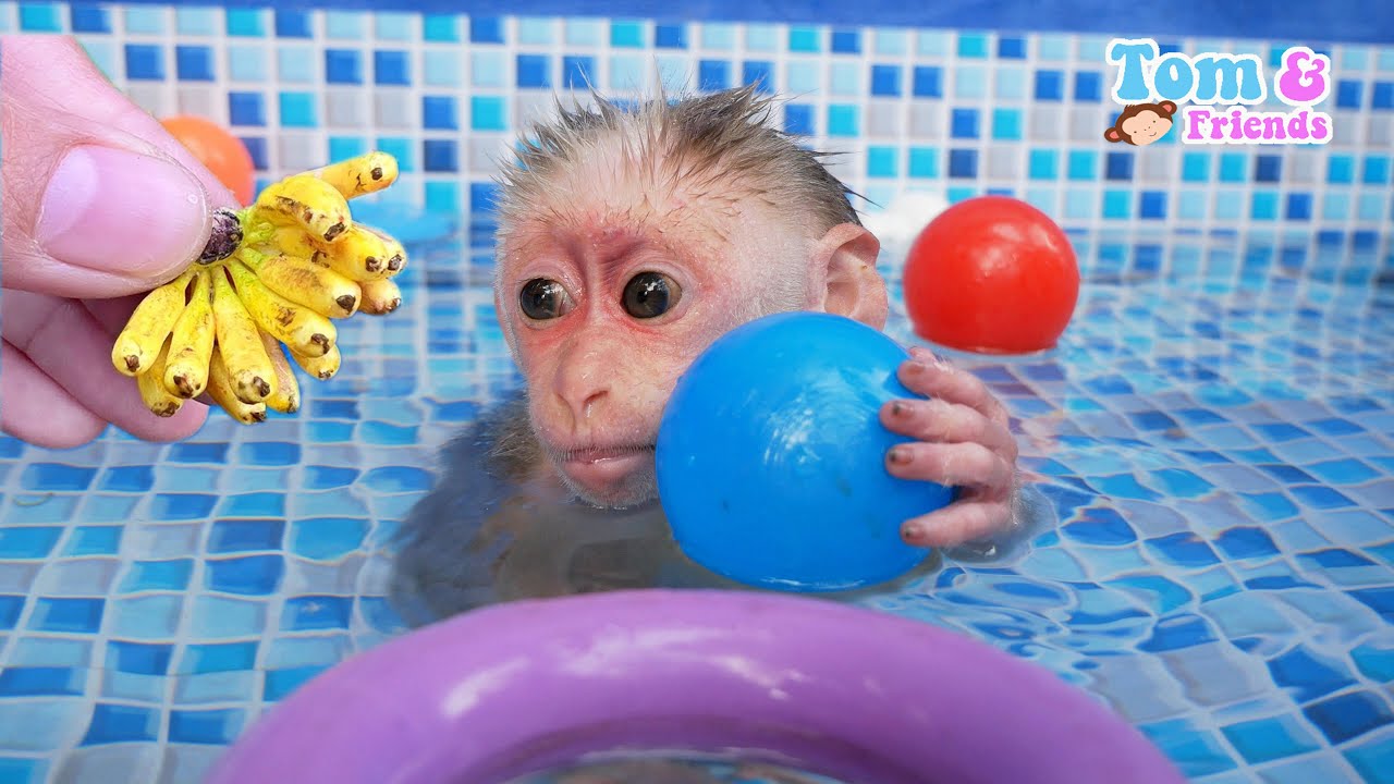 Monkey Baby Abi oes take a shower in the bathroom and plays with Ducklings in the bathtub