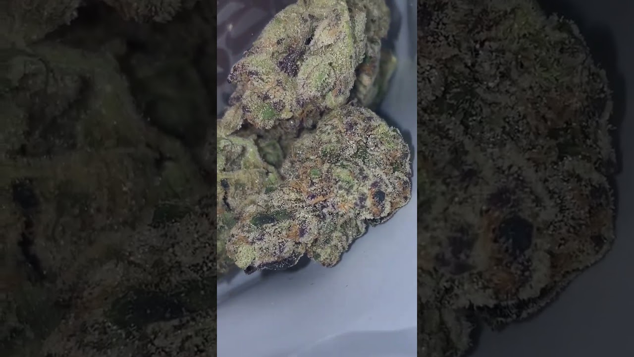 HIPPY CRASHER CULTIVAR BY JUNGLEBOYS #hippycrasher #jungleboys #jb #weedpreviews
