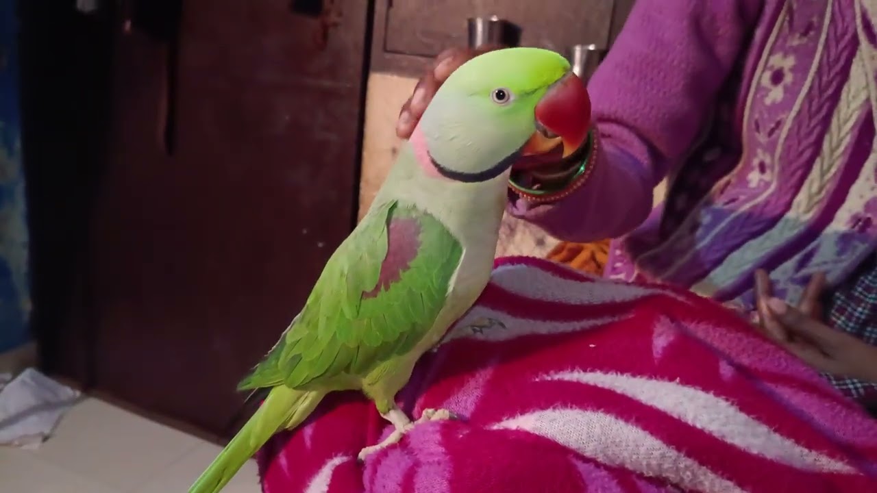Macaroni khane ke liye Kitna pagal Hai 😁 #vlog #parrot 