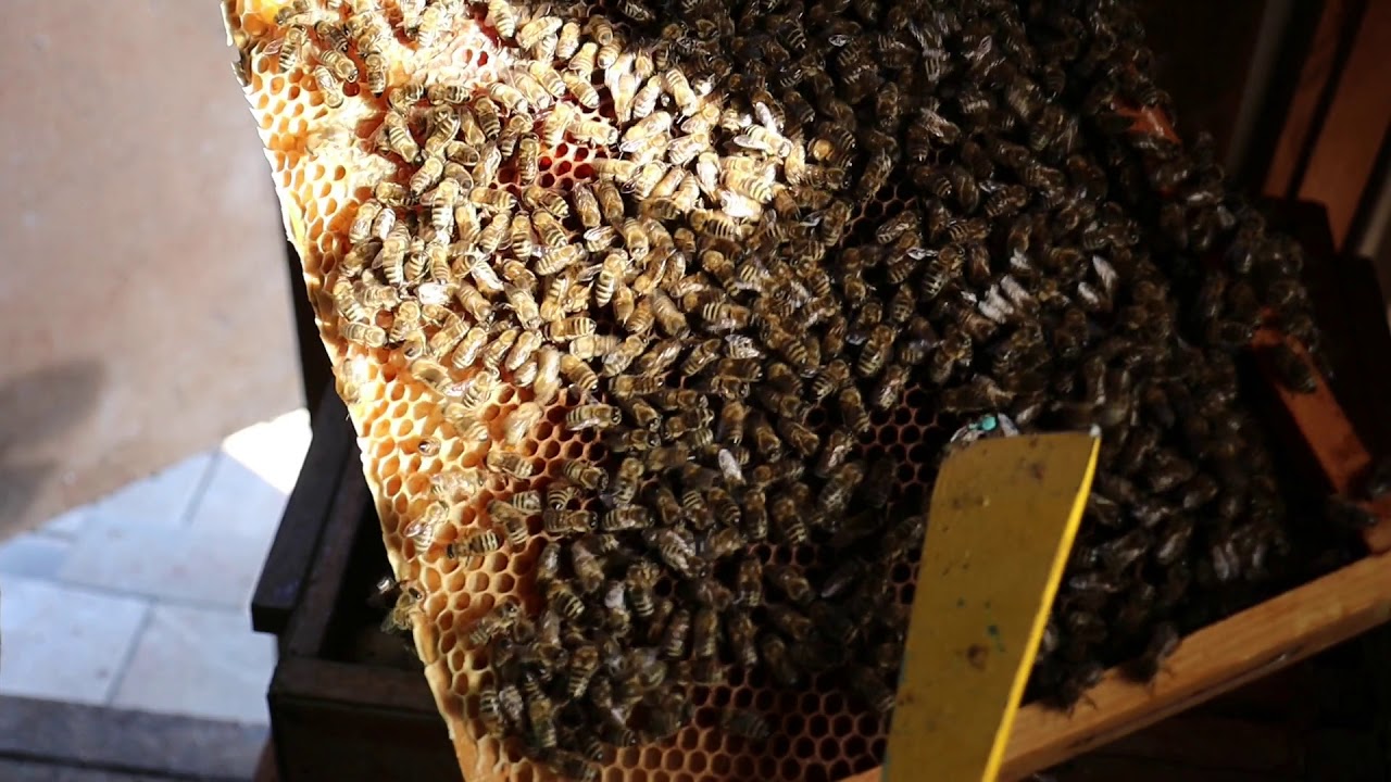 Arbeiten an den Bienen