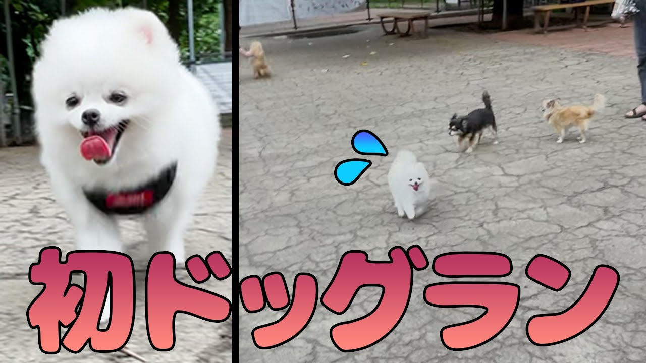 【ドッグランデビュー】友達を作りたいポメラニアン