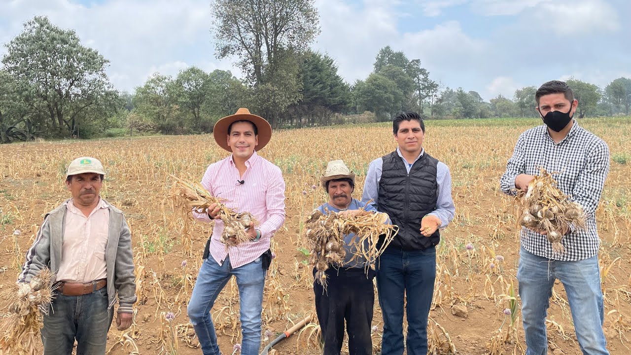 Productores de  AJO | Variedad ITALIANO y JAPONÉS | Cultivo y Cosechas
