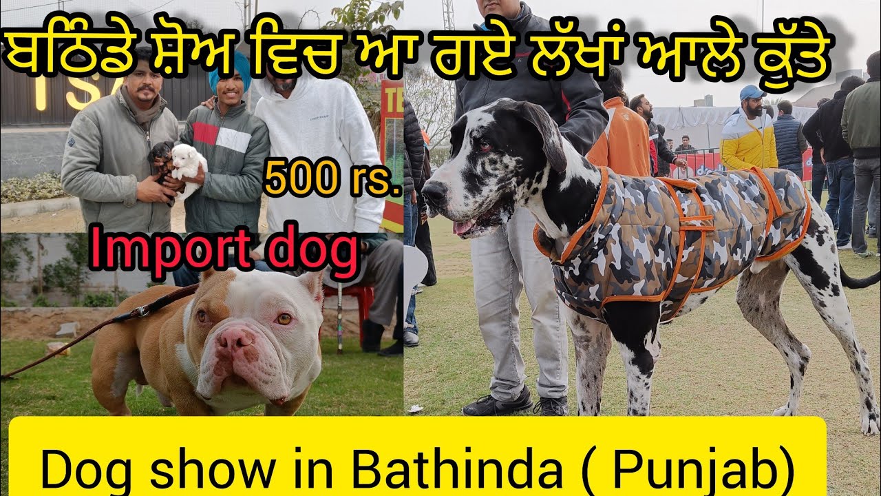 ਬਠਿੰਡਾ ਡੋਗ ਸ਼ੋਅ 2024/ ਰੇਟ ਵੀ ਜਾਇਜ਼ ਸੀ /dog show in Bathinda (Punjab)2024 /dog market 2000 Rs. puppy