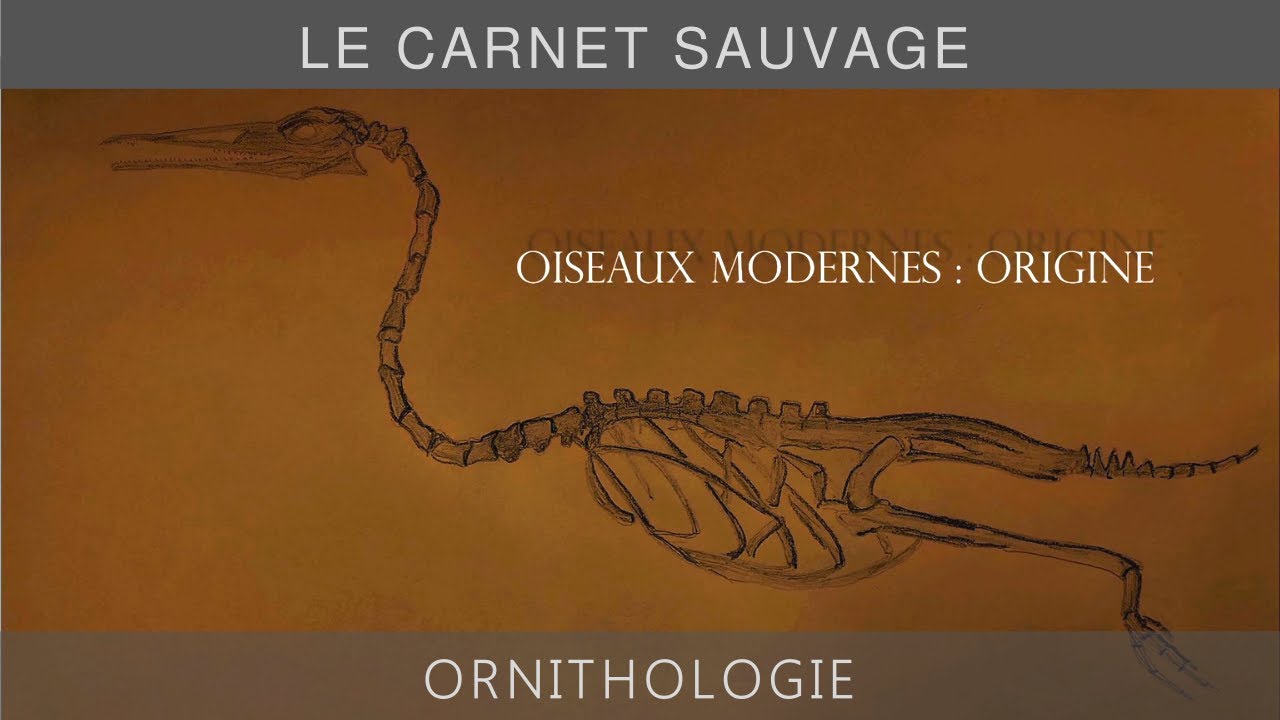 ORNITHOLOGIE  Évolution des oiseaux