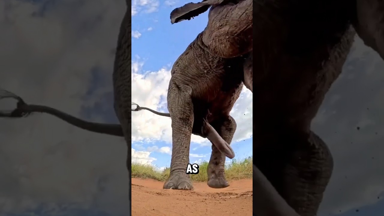 Why do Dung Beetles Collect Poop?