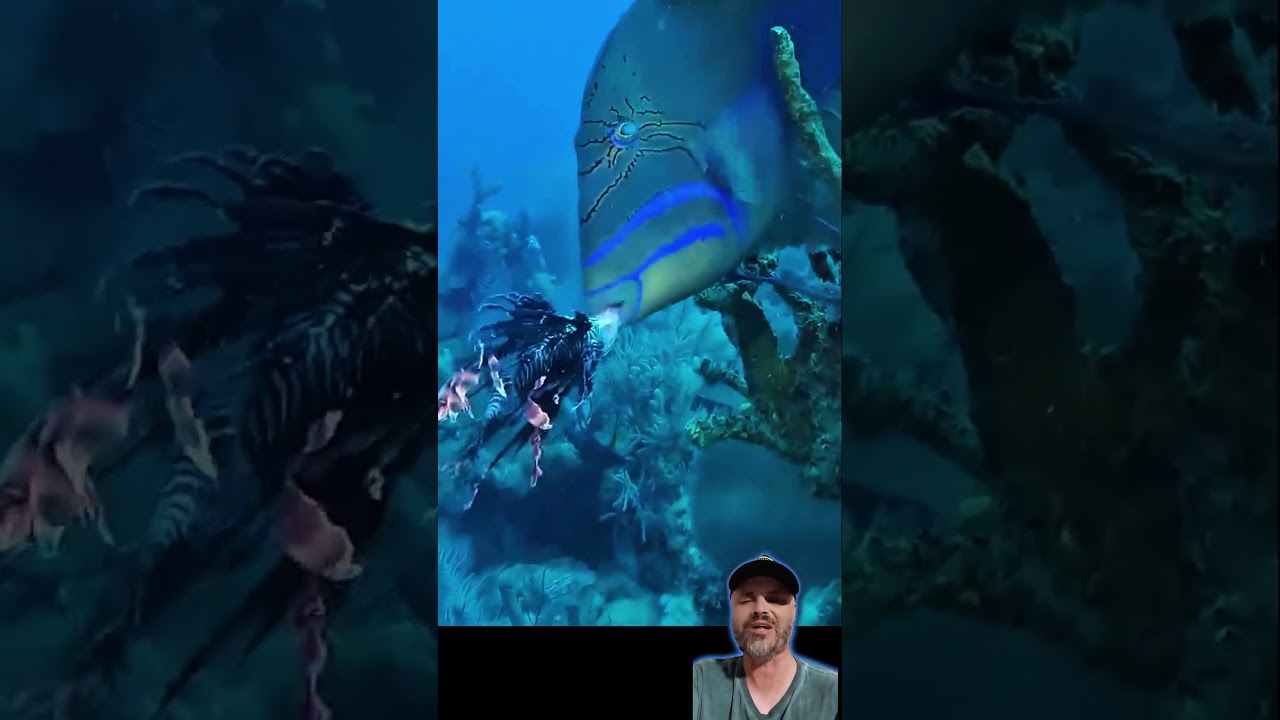 olha só está cangulo rei o peixe porco que foi treinado a comer peixe leão 