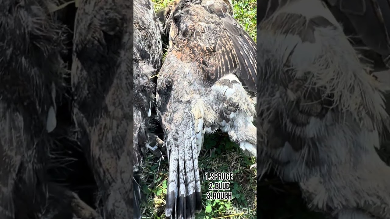 Grouse harvest 🐦