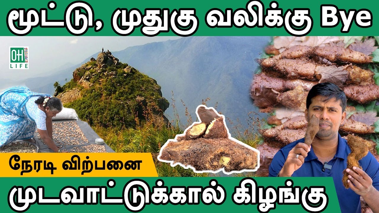 Mudavattukal Kilangu Benefits | முடவாட்டுக்கால் கிழங்கு சூப்