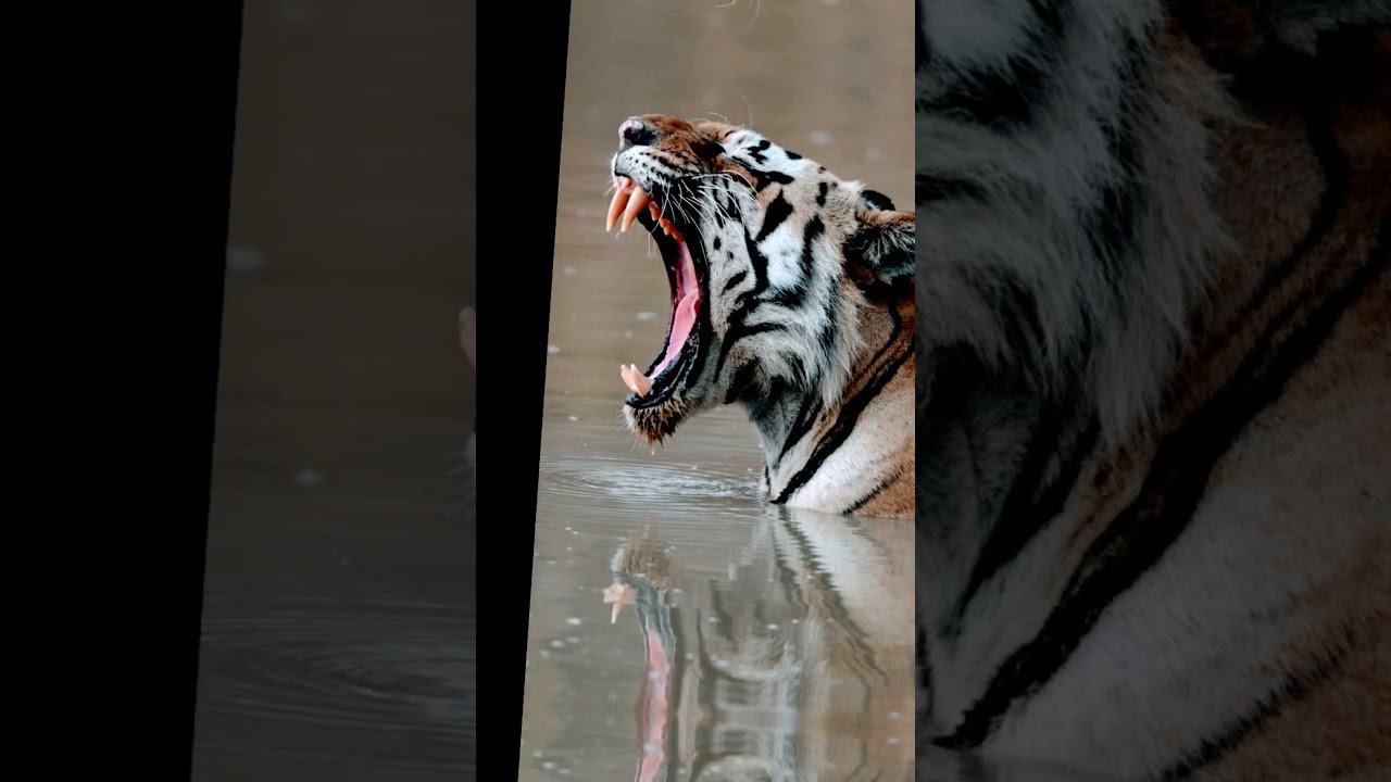 Top 10 Strongest Tigers in History