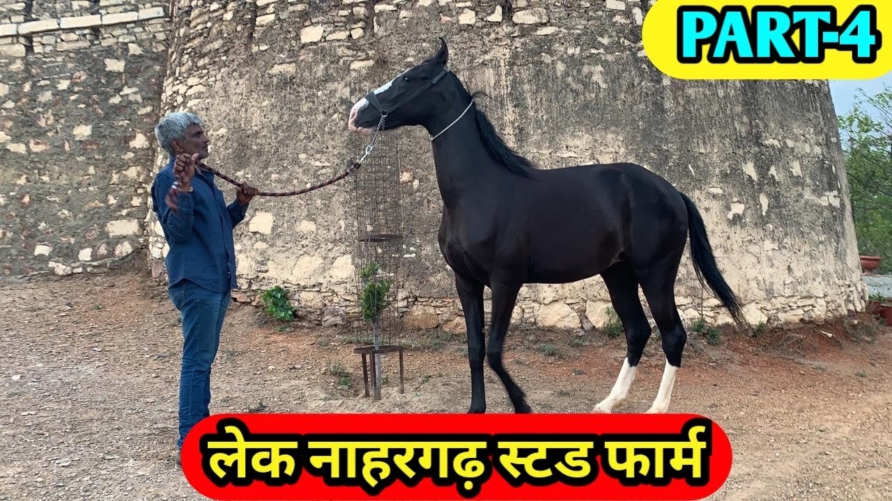 Lake Nahargarh Stud Farm
