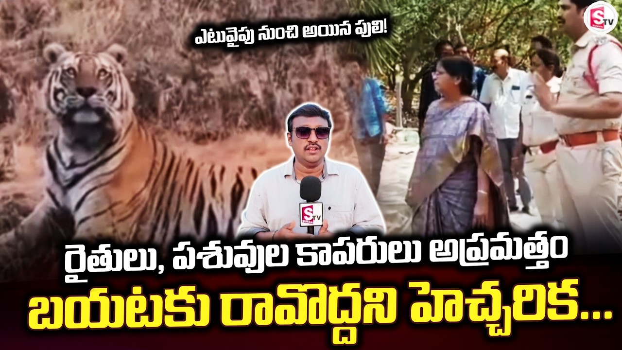 Where are the tiger farmers and cattle herders from? | Annavaram | Tiger Update |@SumanTVrampacho...