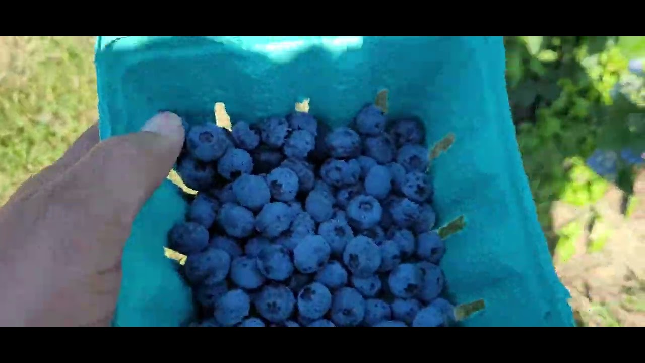 Butler’s Orchard Blueberry Picking(బట్లర్స్ ఆర్చర్డ్ బ్లూబెర్రీ పికింగ్)