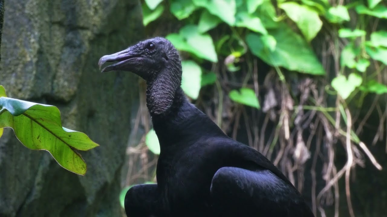 Nieuwe diersoort in de Bush! 🦅 Zwarte gieren!