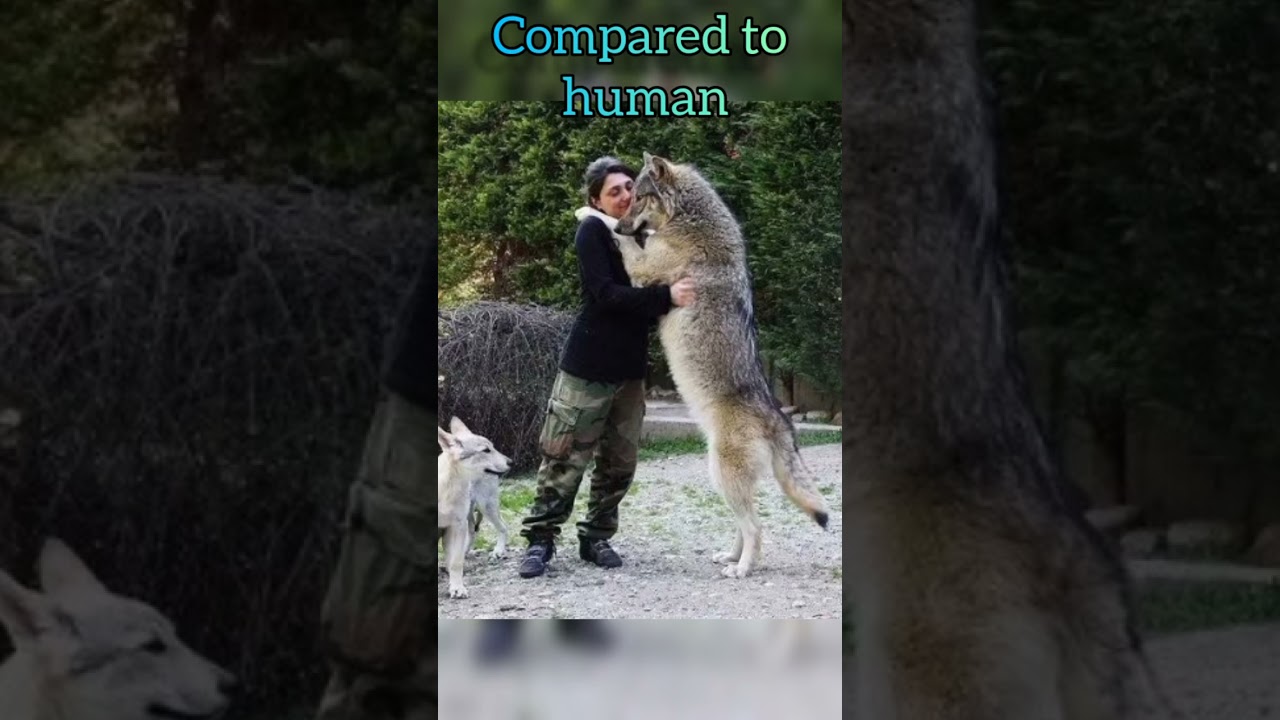 wolf🐺#viral#trending #respect#india#love#viralvideo#ytshorts#short#shorts#shortvideo#shortsfeed#wolf