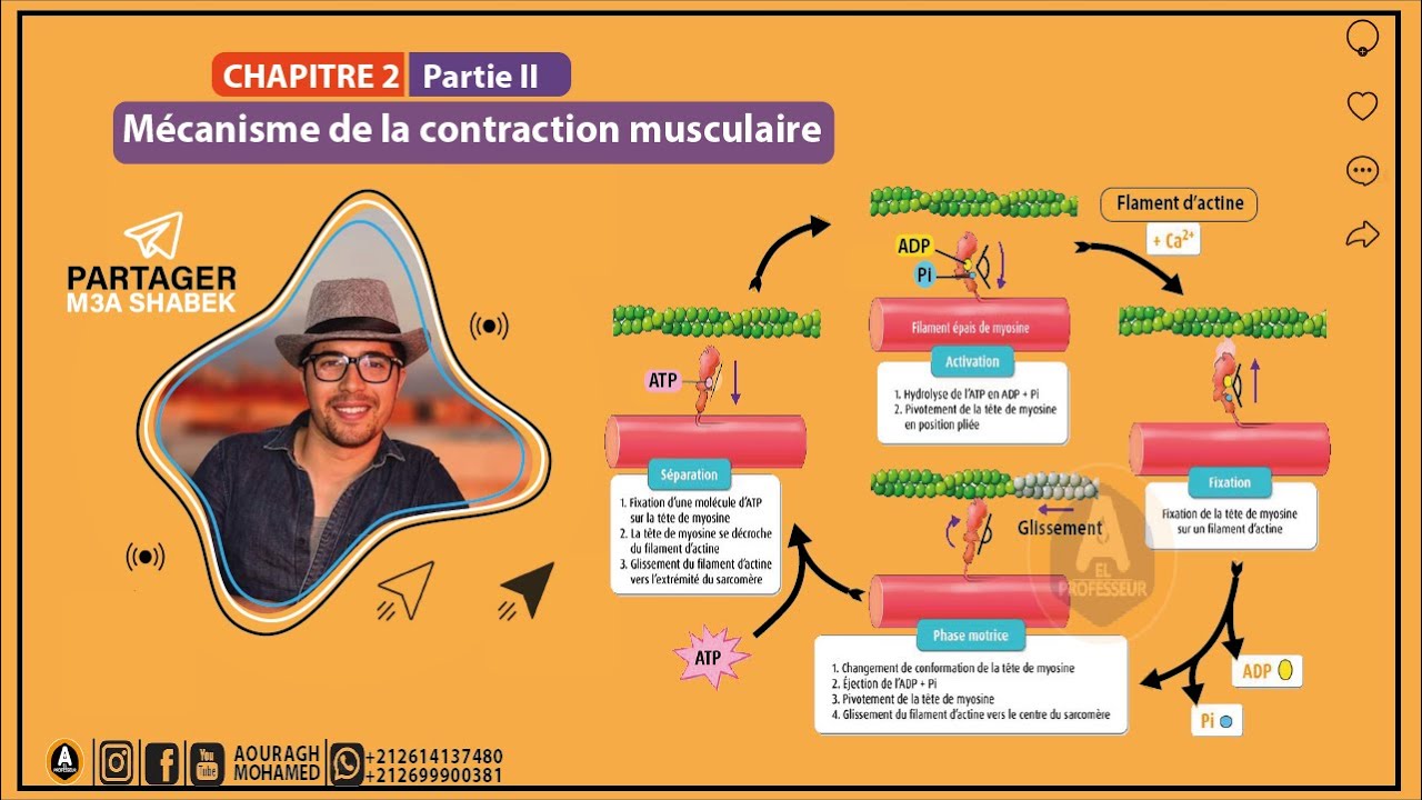 Mécanisme de contraction musculaire