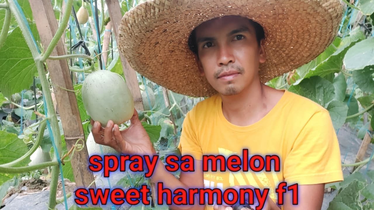 spray melon