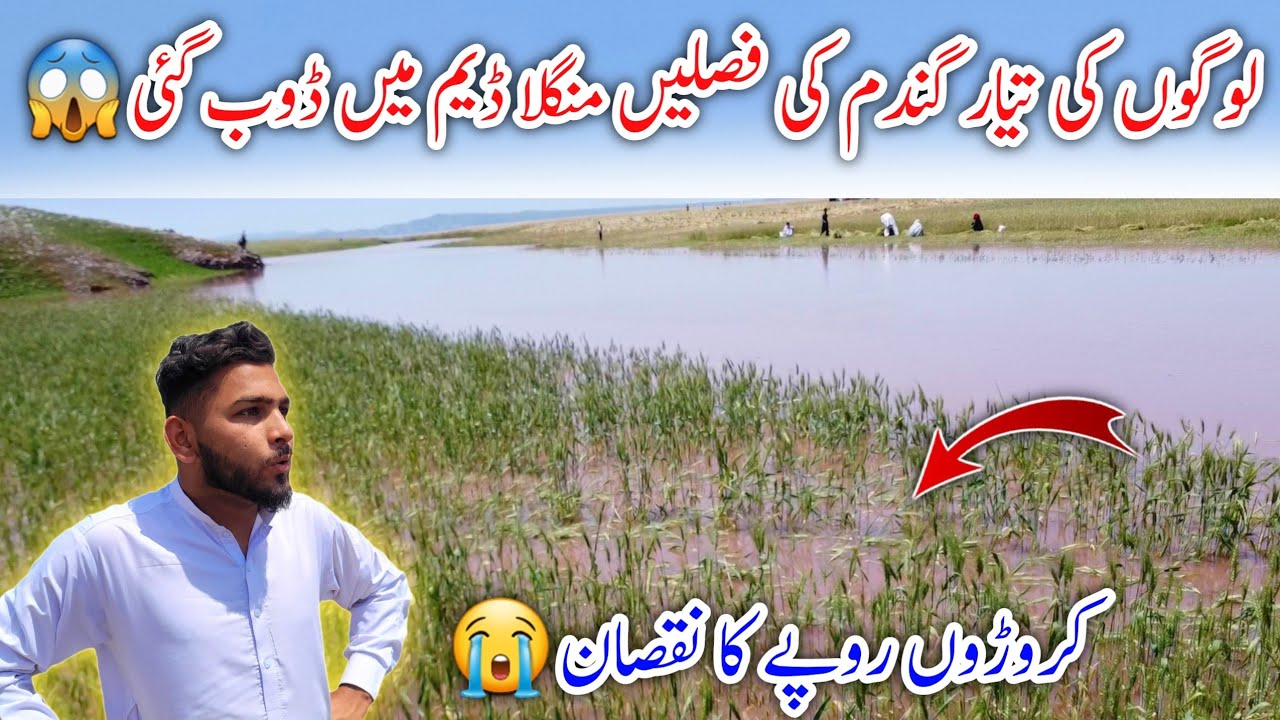 Sad News 😭 | People's ready wheat crops were drowned in Mangla Dam 😱 | کروڑوں روپے کا نقصان |Mirpur