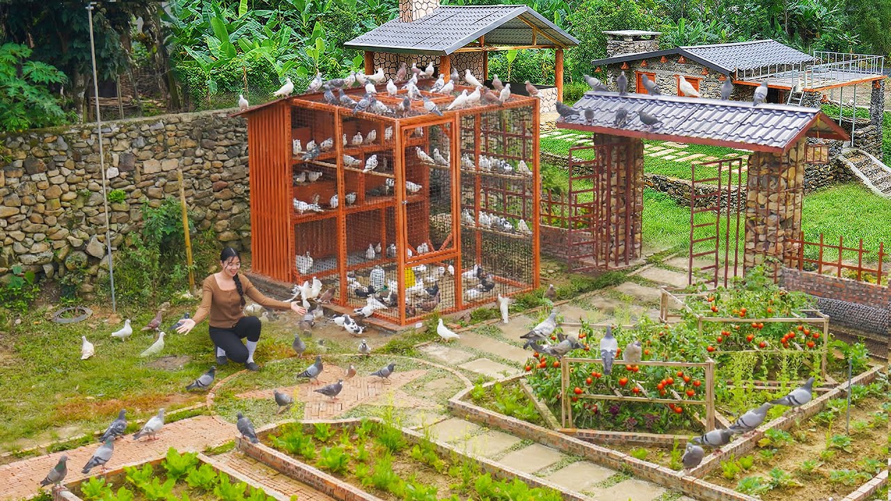 Building Pigeon Coop From Wood and Plastic Mesh - Buy Many Pigeons to Raise.