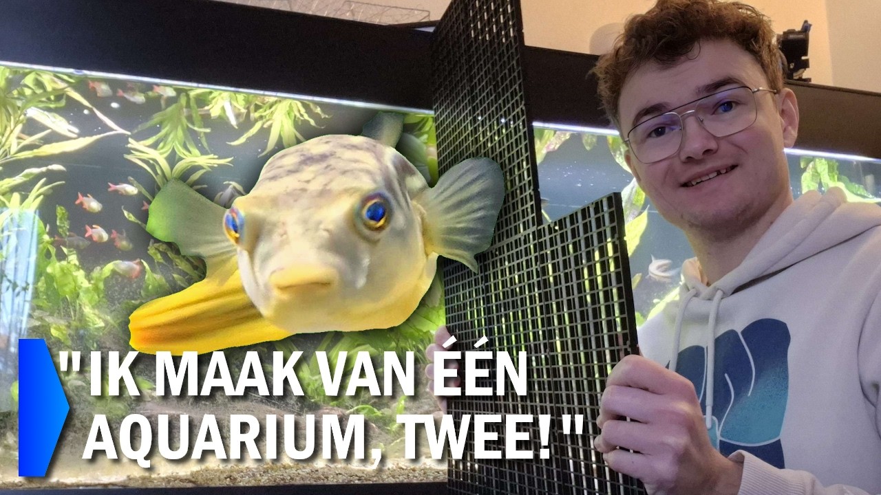 Een scheidingswand plaatsen in het 2 meter aquarium