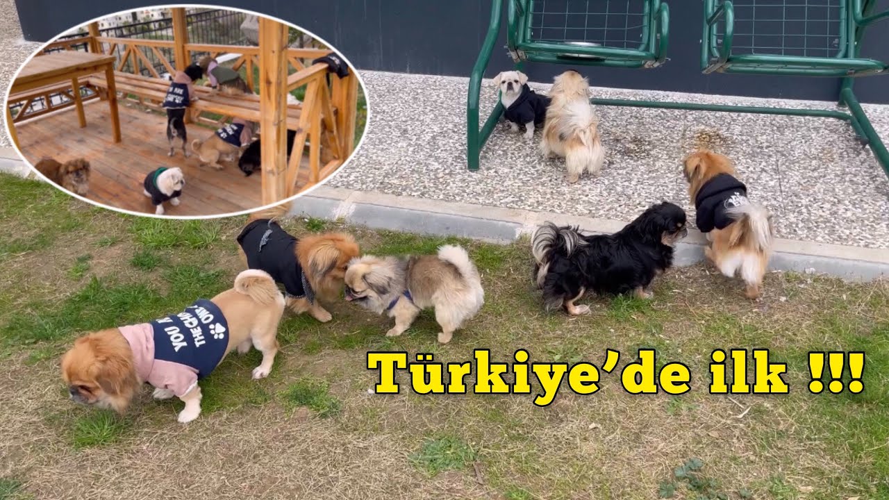 BUGÜNE KADARKİ SAHİPLENDİRDİĞİM BÜTÜN PEKİNESLERİ AYNI BAHÇEYE TOPLADIM! (EV PEKİNES DOLDU😄)