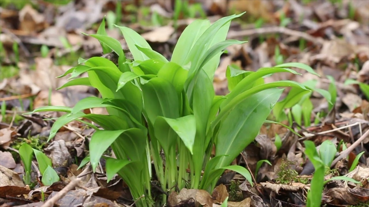 Kräuter und Schmetterlinge im Vorfrühling 2025
