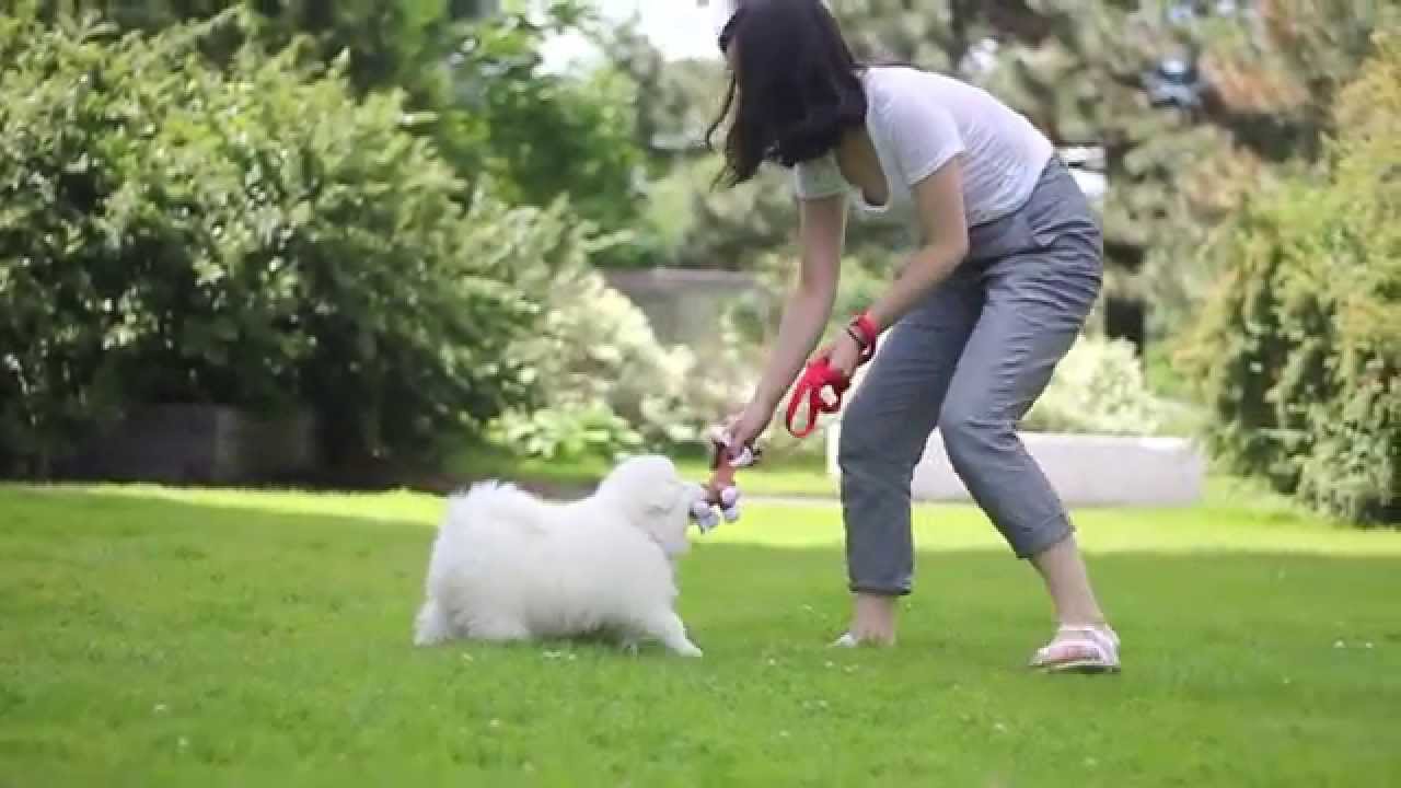 YOYO Comes Home! Samoyed Puppy at 8 weeks