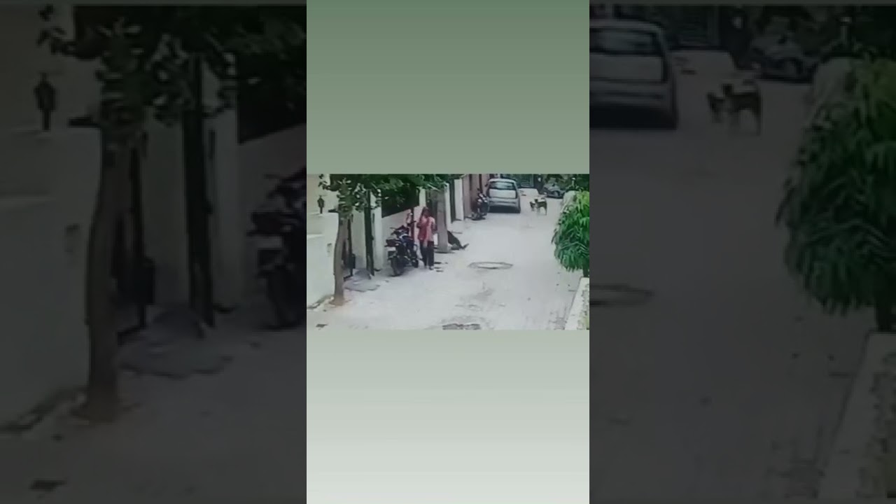 Before/After finally dog was fit&fine see the video once🙏