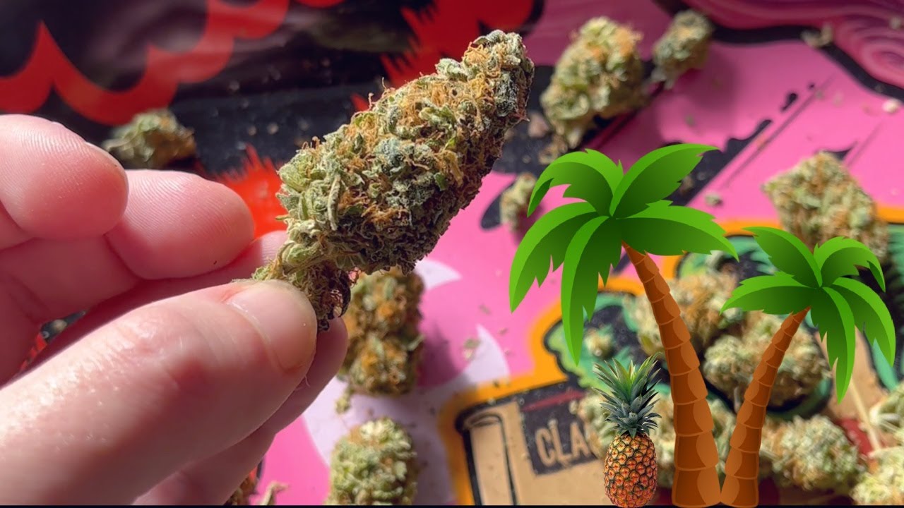 Tropical Gelato Strain Review