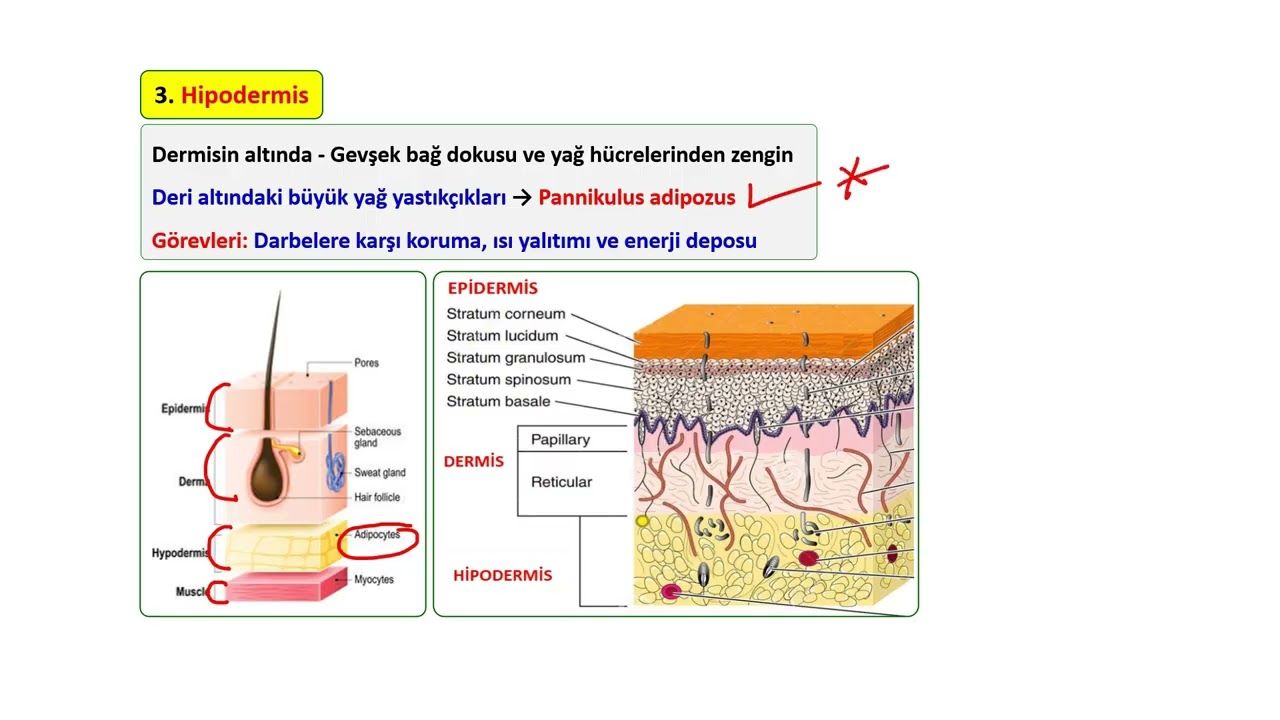 Deri Histolojisi - 1 / Derinin Katmanları