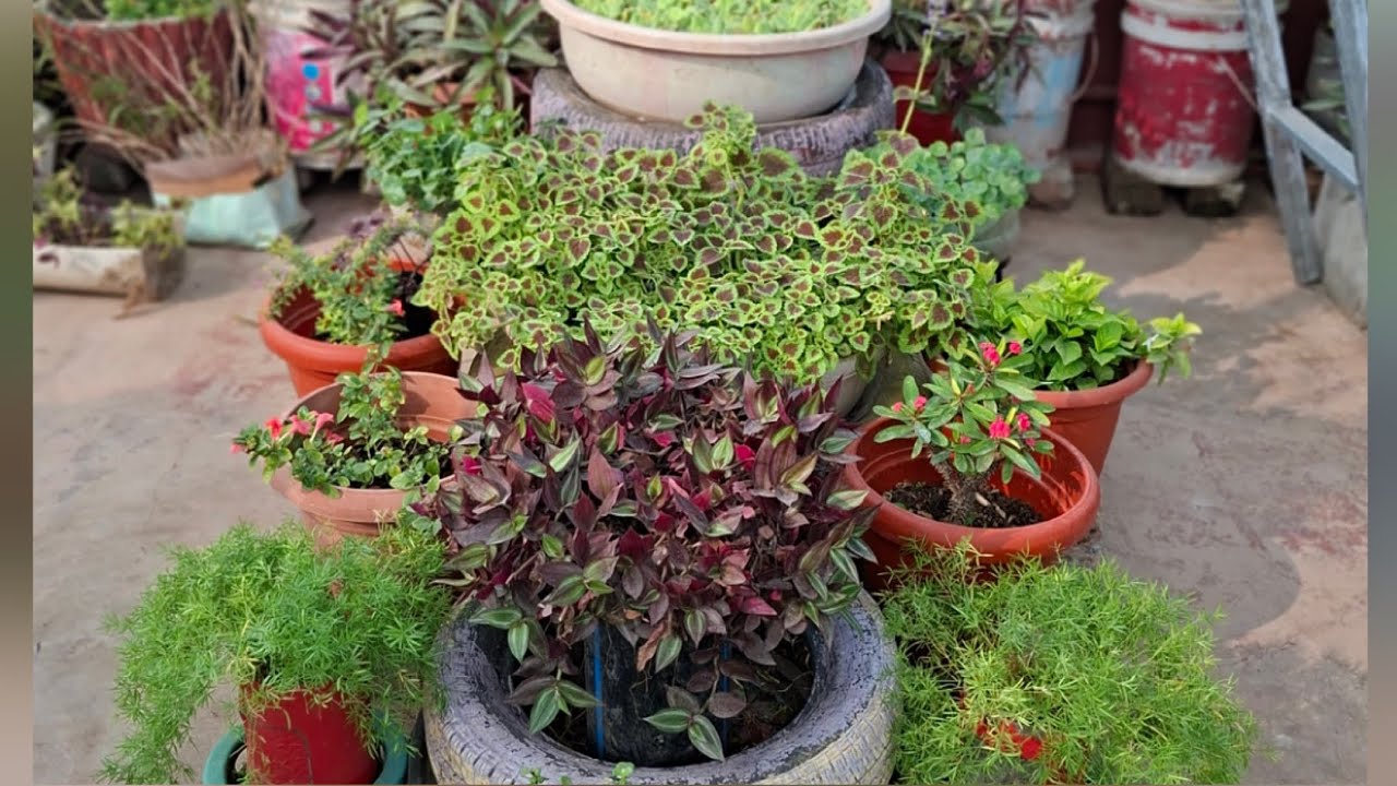 गर्मियों से पहले पौधों के लिए 10 ज़रूरी काम! 🌿🔥 | March Gardening Tips in Hindi..