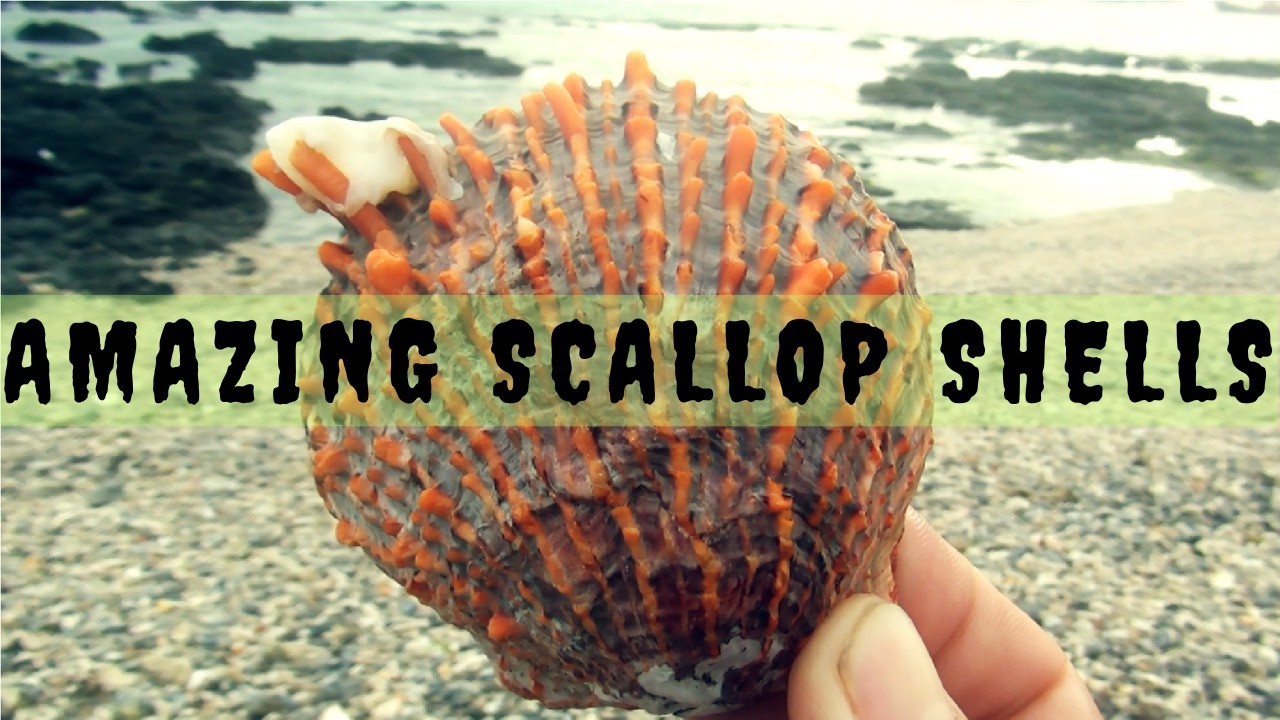 amazing scallop shells