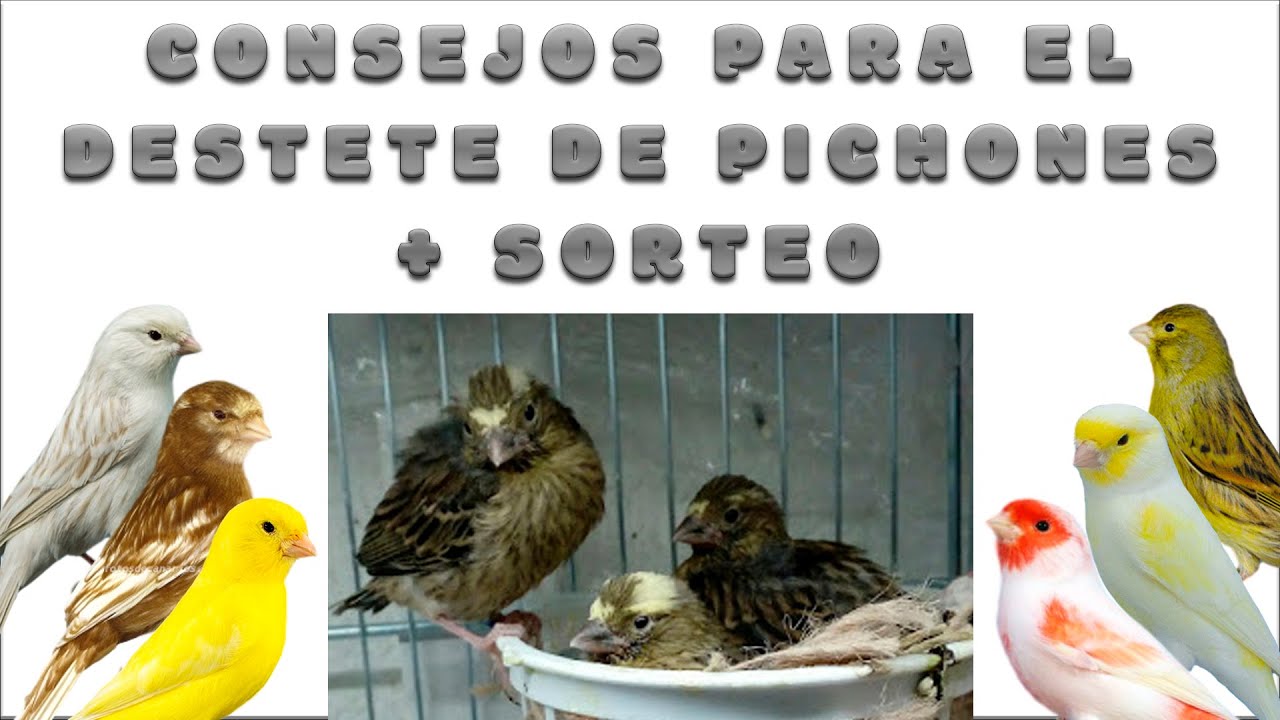 🐥CONSEJOS EN EL DESTETE DE PICHONES🐥