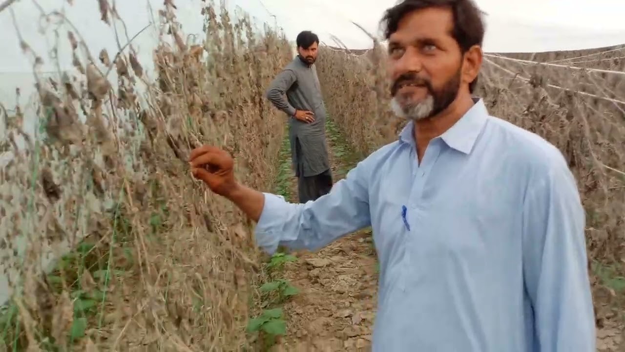 High profit off-season insects net cucumber tunnel farming | Cucumber crop diseases and care details