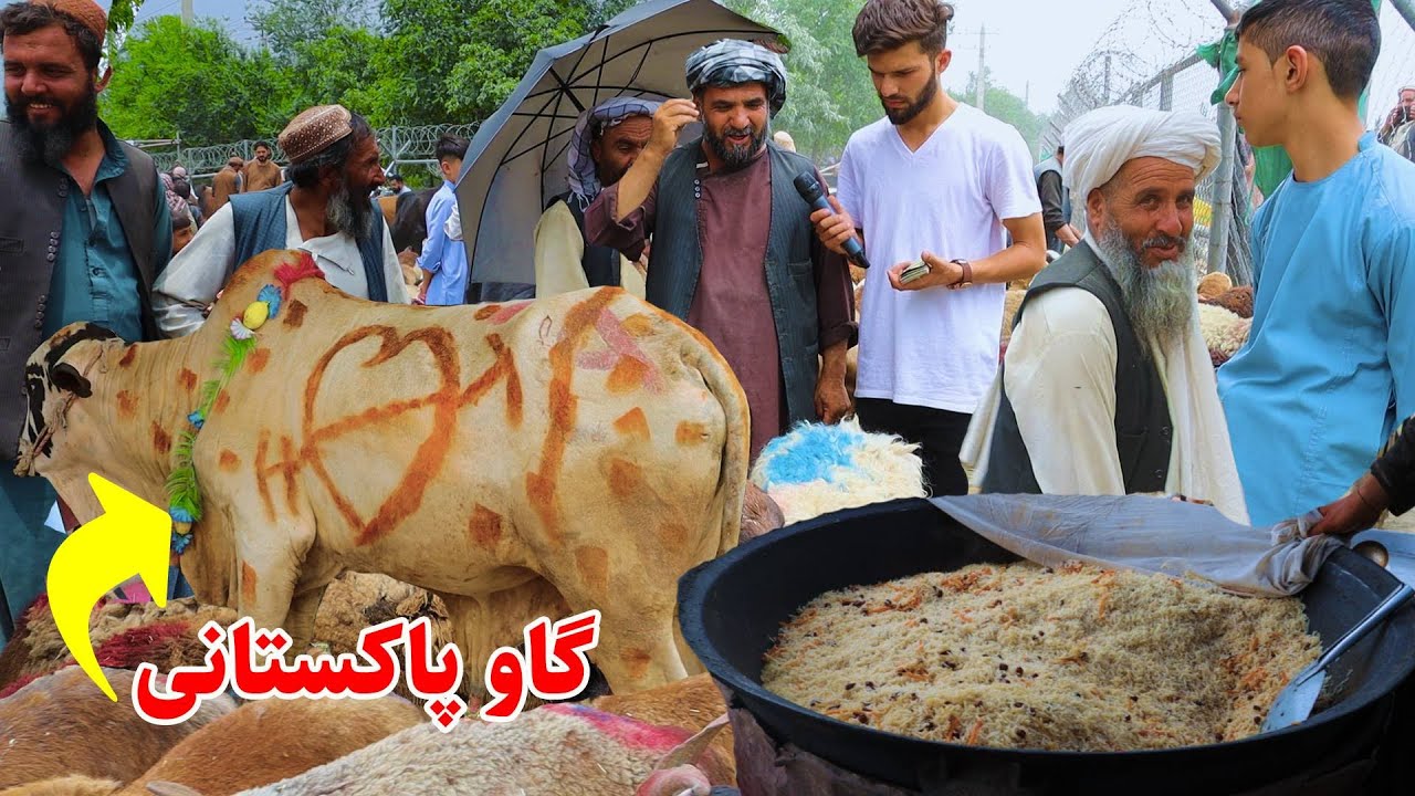 برای قربانی گوسفند خریدیم، آخرین وضعیت بازار گاو گوسفند در نقاش میدان هوایی کابل