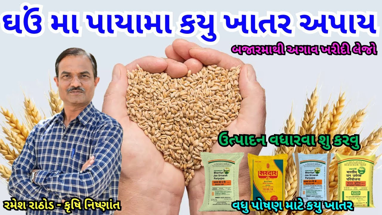ઘઉંના પાકમાં પાયામાં પુષ્કળ ઉત્પાદન માટે કયુ ખાતર નાખવું ? DAP, ASP, MOP, SSP | ઘઉં | ઘઉંમાં ખાતર