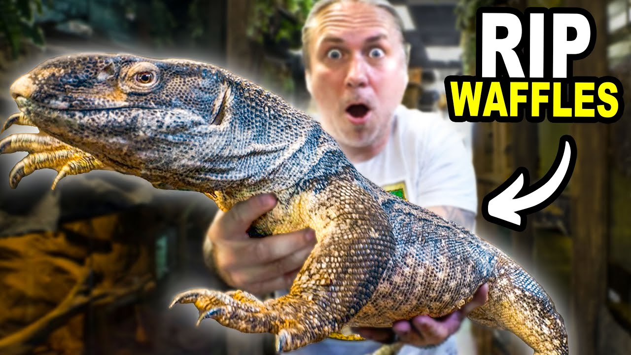 RIP Waffles our Black Throat Monitor