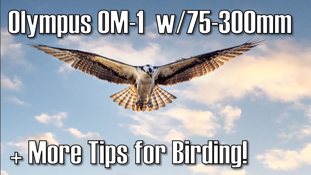 Olympus OM-1 with the Olympus 75-300mm Lens Performance & More Birding Tips and Best Settings ep.443