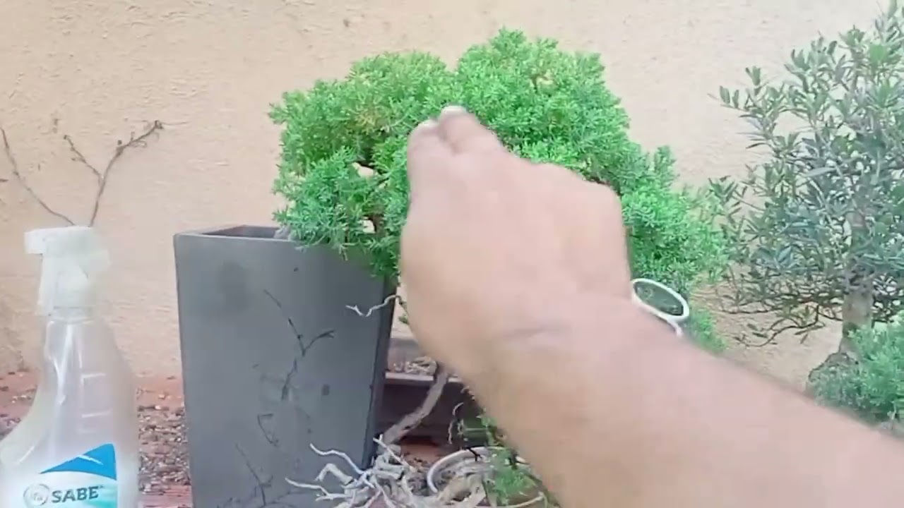 Curar COCHINILLA Algodonosa / Retomo el CANAL / Samuel Sánchez Bonsai