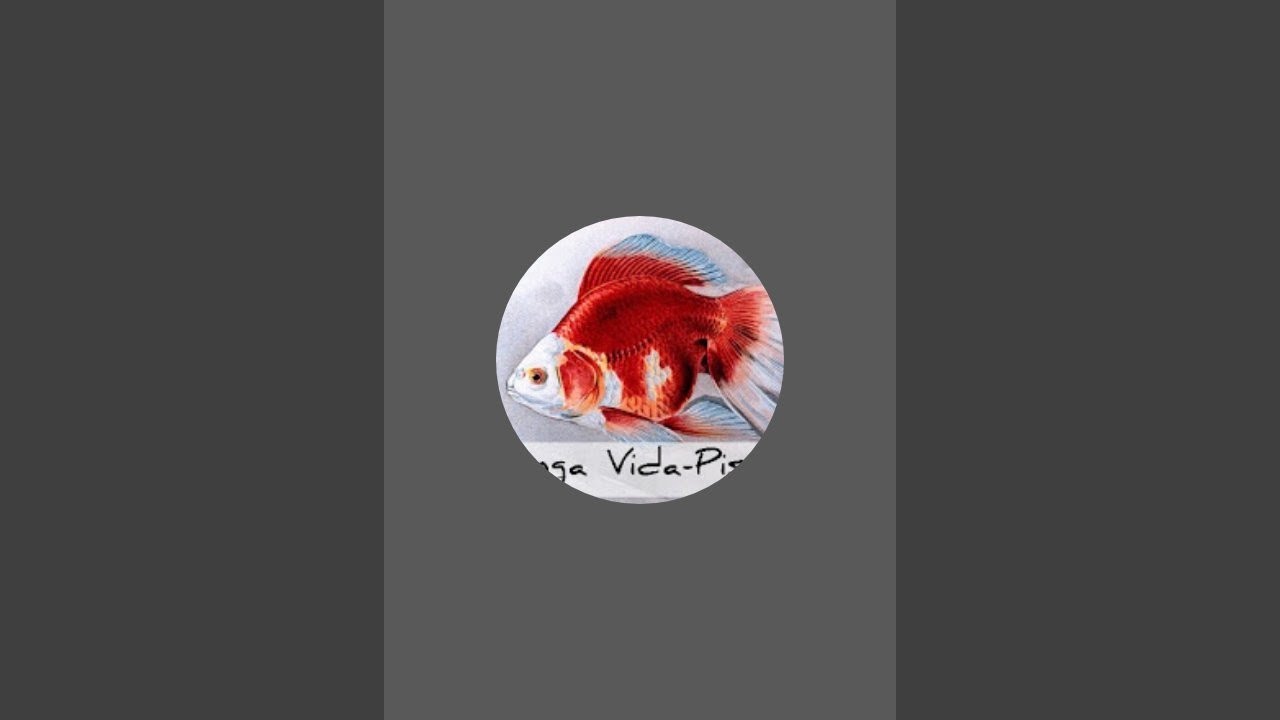 A Natureza dos Peixes Kinguio-Goldfish Longa Vida-Piscicultura🌏Observatório Live-195 #goldfish #fish