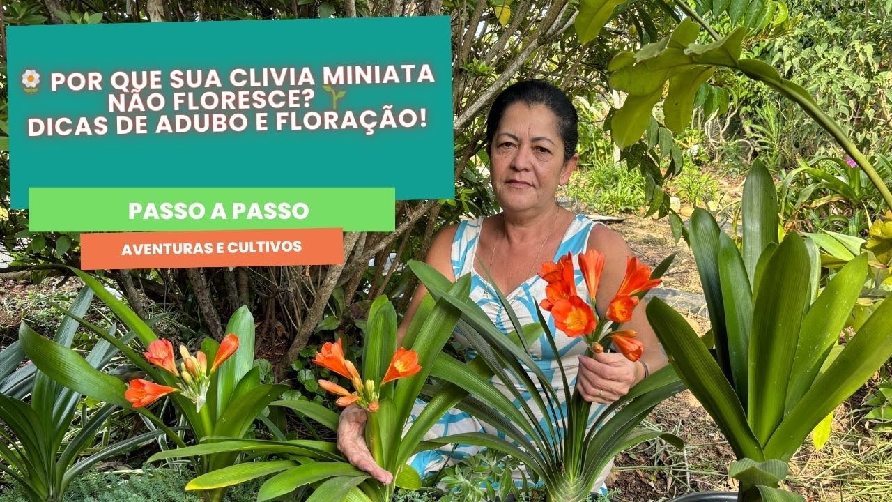 🌼 Por que sua Clivia miniata não floresce? 🌱 Dicas de adubo e floração!