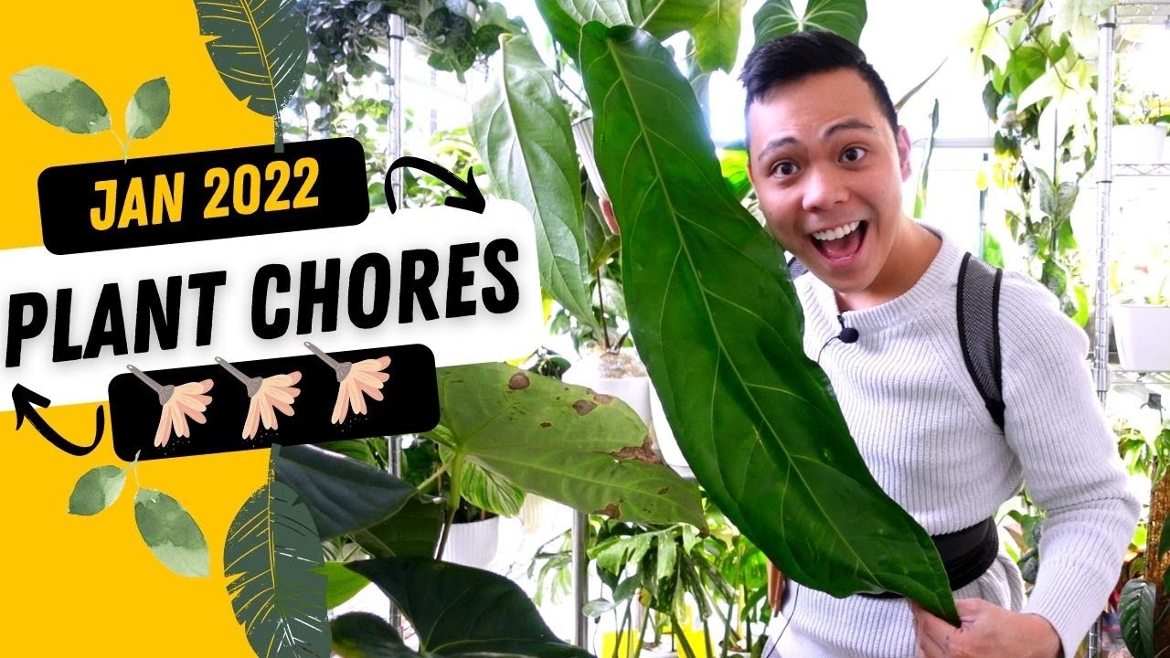 PLANT CHORES 💚 | Air Layering Philodendron, Water Propagations, Pon Watering & MORE | Chatty Vlog 🤣